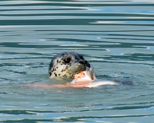 Harbor-Seal-eating-a-Coho_Silver_-Salmon-_1_