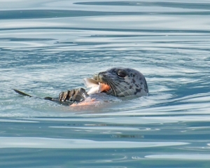 Harbor-Seal-eating-a-Coho_Silver_-Salmon