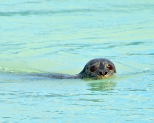 Harbor-Seal