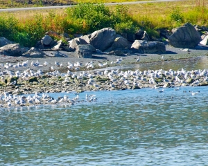 Hundreds-of-Sea-Gulls