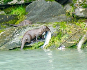 River-Otter-with-salmon