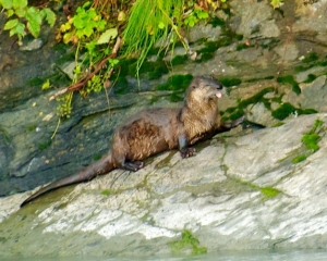 River-Otter