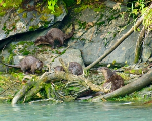 River-Otters-_1_