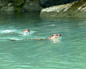 River-Otters-looking-for-salmon