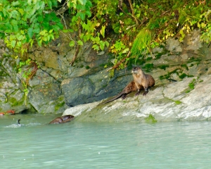 River-Otters_001