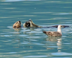 Sea-Otter-eating-a-Silver-Salmon-with-a-gull-waiting-for-the-scraps-_1_