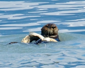 Sea-Otter-with-a-Silver-Salmon