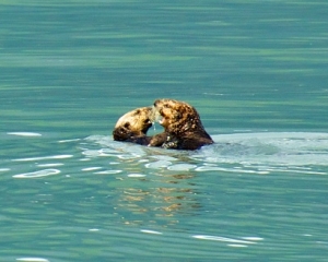 Two-Sea-Otters-wrestling