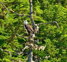 Bald-Eagle-_1_