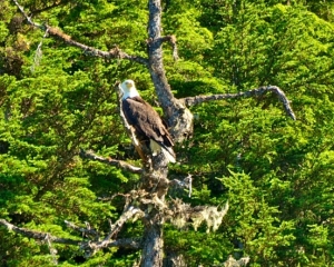 Bald-Eagle-_1_