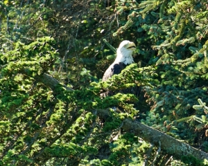 Bald-Eagle_001