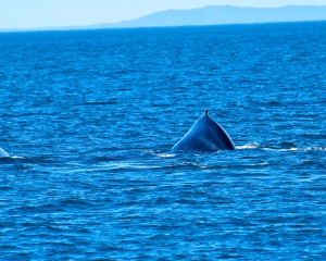 Humpback-whale-_5_