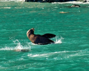 Sea-Lion