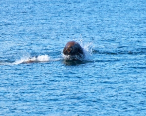 Sea-Lions-_1_