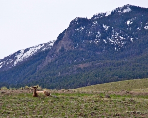 Female Elk