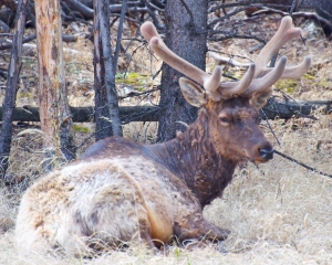 Bull Elk