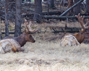 Bull Elk