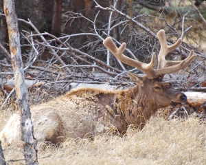 Bull Elk