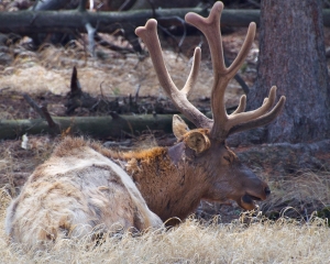 Bull Elk