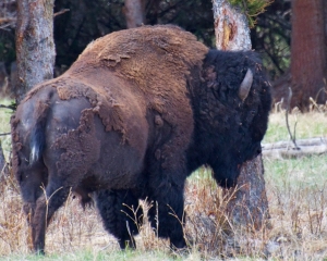 Buffalo