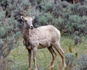 Bighorn Sheep