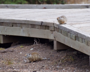 Ground Squirrels