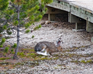 Snowshoe Hare-Norris Geyser Basin