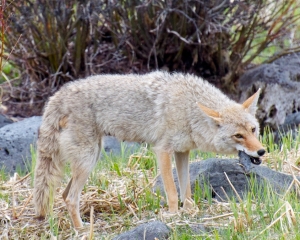 coyote coyote