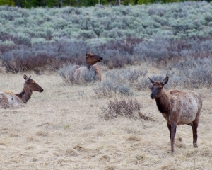 Female Elk