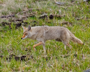 coyote coyote