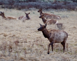 Female Elk