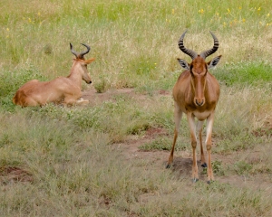 Serengeti National Park, Tanzania