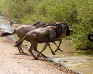 Follow the Leader