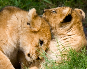 Lion cubs