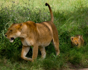 Lioness and Cub