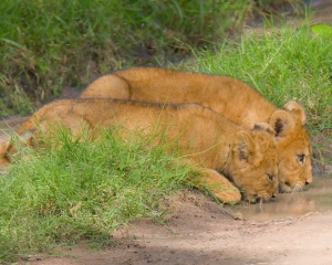 Lion cubs
