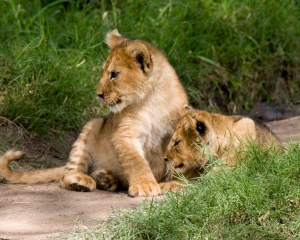 Lion cubs