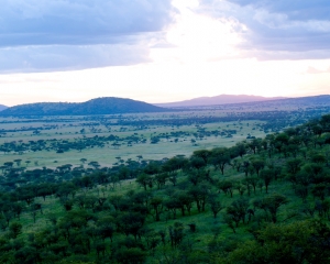 Serengeti Plains