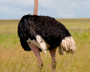 Male Ostrich