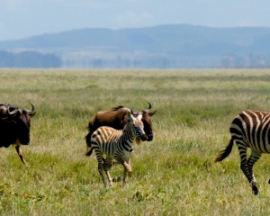 The Great Migration