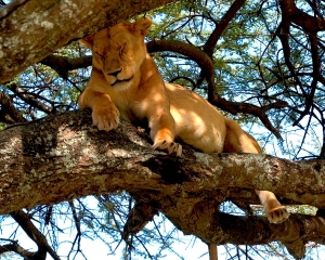 Africa-2018-Serengeti20