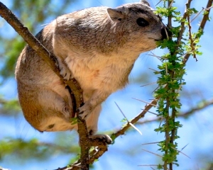 Hyrax