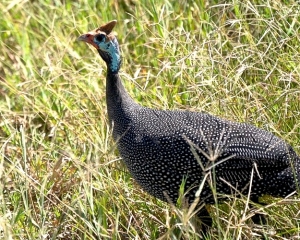Indian Guinea Fowl