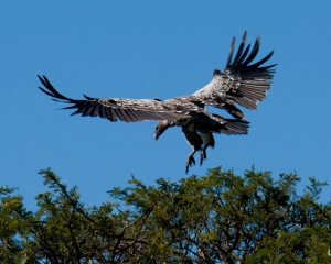 Vulture