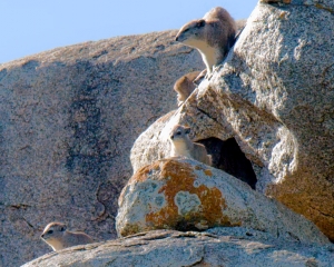Rock Hyrax