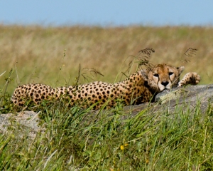 Cheetah