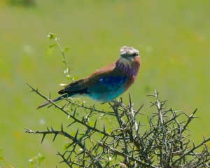 Lilac-Breasted Roller