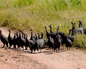 Africa-2018-Serengeti30