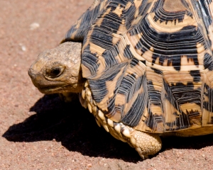 Leopard Tortoise
