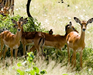 Impalas